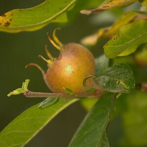 NFFDSC 0203