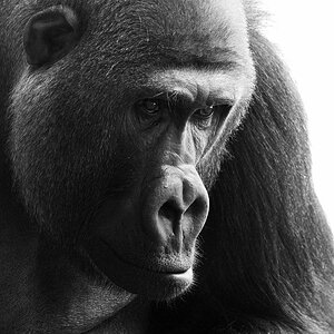 Gorilla