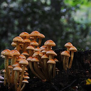 im Rimburgerwald 10.09.12 (5)