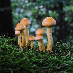 im Rimburgerwald 10.09.12 (9)