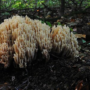 im Rimburgerwald  09.10.2012 (12)