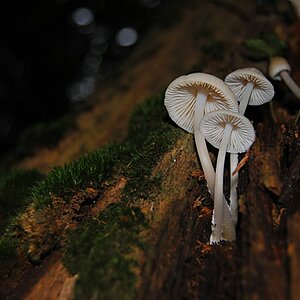 im Rimburgerwald 02.10.2012