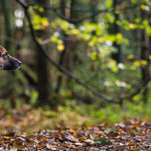 bambi geblendet