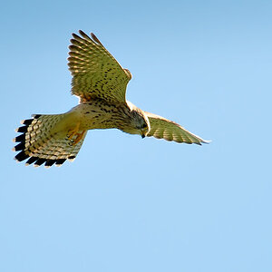 DSC 7559 Falke b 1000