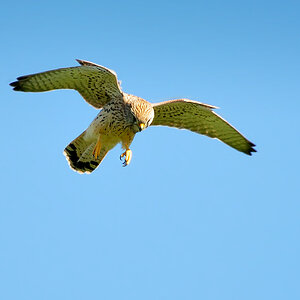 DSC 7581 Falke b 1000