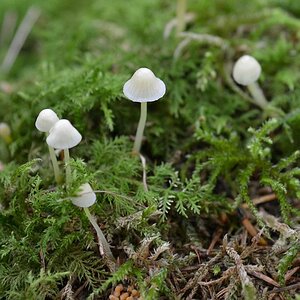 pilze5