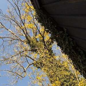 Baum mit Efeu 2