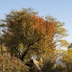 Baum mit extremer Verfärbung 2