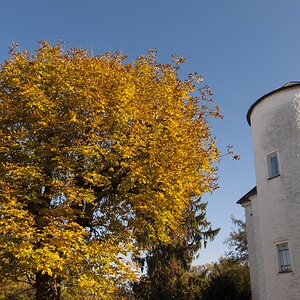 oranger Baum und Turm 2