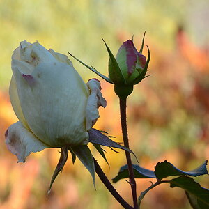 DSC 7730 26 10 12