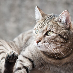 Katze