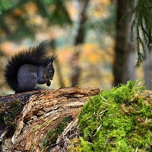 Eichhörnchen 67611