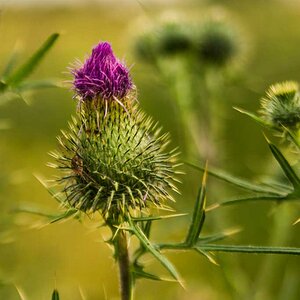 Thistle and Spider klein