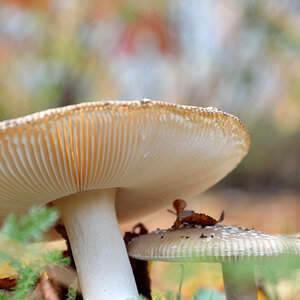 Pilz