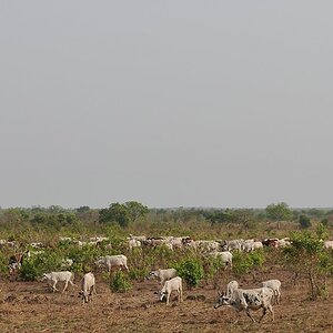 Der Nordosten Ghana ist schon in der Sahel-Zone.
Kuhherde
5691