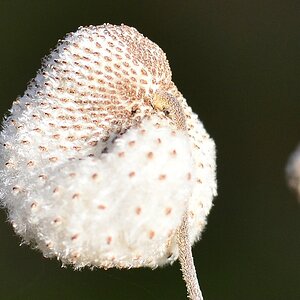 Anemone - Macro mit dem Nikon Nikkor AF 50 mm 1:1.4 D