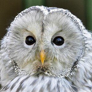Spiegeleule II