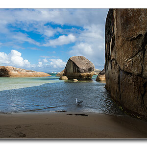 elephant beach