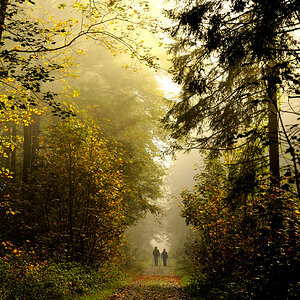 Wald
