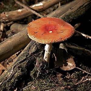 Pilze im Wald