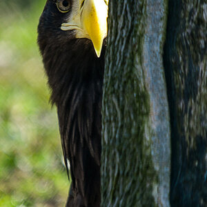 Riesenseeadler