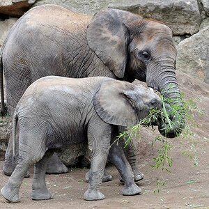 Afrikanischer Elefant