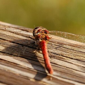 Heide-Libelle