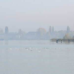 Herbst am Ufer bei Bottighofen
DSD 4790