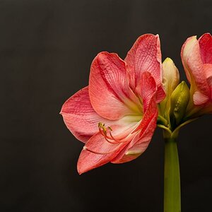 Amaryllis 1