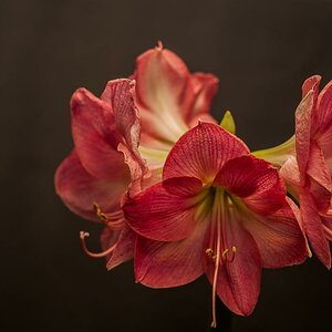 Amaryllis 2