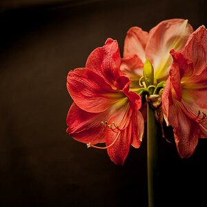 Amaryllis 3