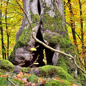 Baybach 0059
Taumschleife Baybachklamm bei leichtem Regen am 14.10.2012
D800E auf Sirui N-2204 und Kugelkopf K-20X