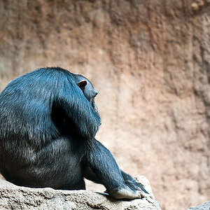 Affe
