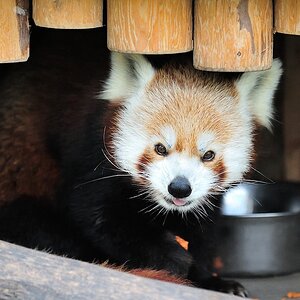 Kleiner Panda