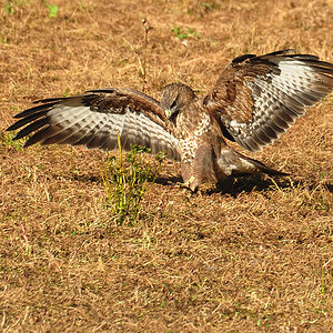 DSC 7807 M Bussard 1000