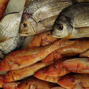 fischmarkt 1