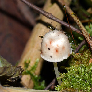 Pilze_1