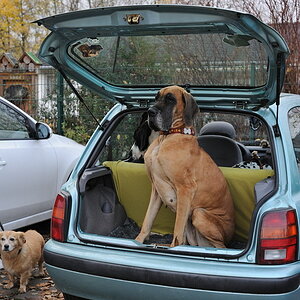 Micra - ein Doggentransporter