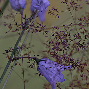 579blumen
