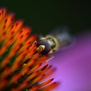 Eine Wespe (?) auf einer Blume.

Sorry für die schlechte Qualität, aber ich kann nun mal keine GRÖßEREN Bilder hochladen