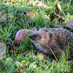 Igel 23