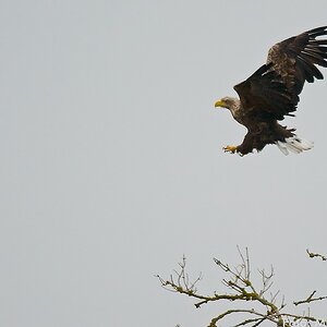 Adler 121117 08