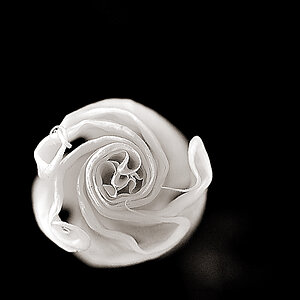 keine rose