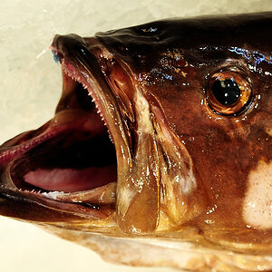 jaws