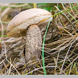 Pilz