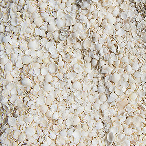 shells