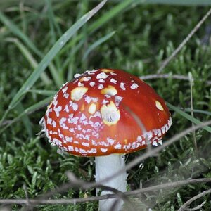 Fliegenpilz