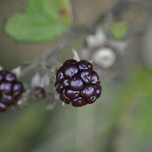 Brombeeren