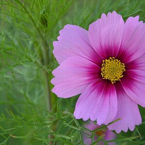 Herbstblüte 1