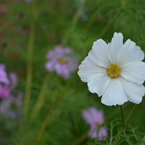 Herbstblüte 2